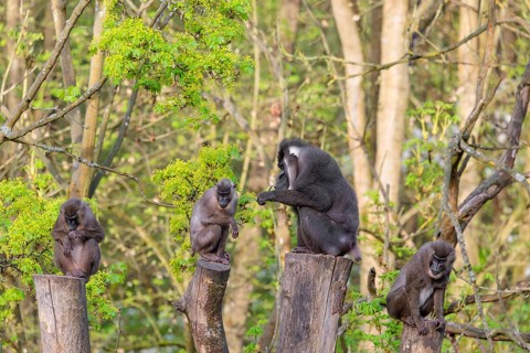 Four Drills (Mandrillus leucophaeus), a male and three females, sit high up on the four stumps of a