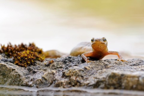 Smooth Newt (Lissotriton vulgaris) female on stones, North Rhine-Westphalia, Germany