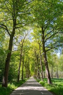 Limbricht, Limburg, Netherlands, Tree-lined avenue on a sunny spring day