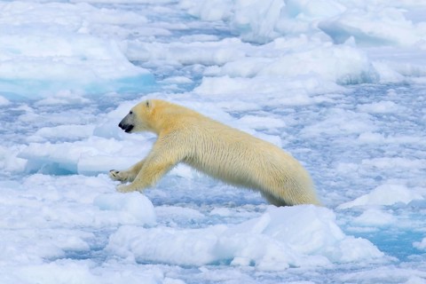 Lone polar bear (Ursus maritimus) hunting on pack ice, drift ice in the Arctic Ocean along the