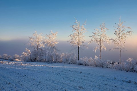 Birch trees in hoarfrost in the morning light, Brunnwil, Freiamt, Canton Aargau, Switzerland