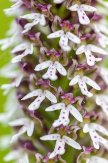 Burnet orchid (Neotinea ustulata), orchid family (Orchidaceae), Ihringen, Kaiserstuhl,