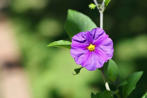 Blue potato tree (Lycianthes rantonnetii), gentian tree, flowering, close-up, Wilnsdorf, North