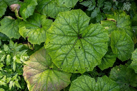 Butterbur (Petasites hybridus), Umbaltal, Hohe Tauern, East Tyrol, Tyrol, Austria