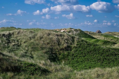 Beach grass, Strandhafter, dunes, house with thatched roof, Søndervig Strand, Ringkøbing Fjord,