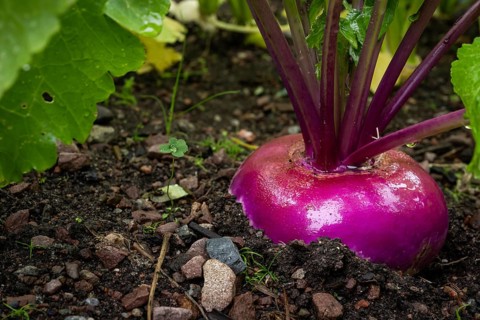 Beetroot, also beetroot in a vegetable patch, fruit and vegetable garden, Inverewe Gardens,