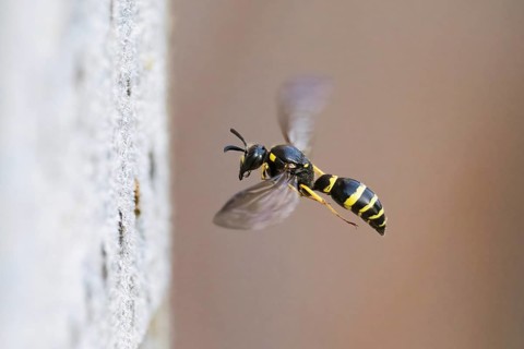 A large stem wasp (Symmorphus murarius) hovers in close-up, its wings flapping dynamically, Hesse,