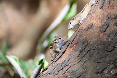 Two chipmunks or chipmunks (Tamias) on a tree trunk, Royal Botanic Gardens, Kandy, Central