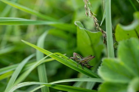 Great green bush cricket (locusta), grasshopper, on a blade of grass in a meadow, Tyrol, Austria