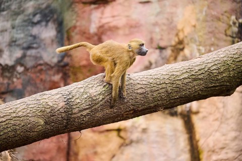 Guinea baboon (Papio papio) sitting on a tree, Bavaria, Germany Europe