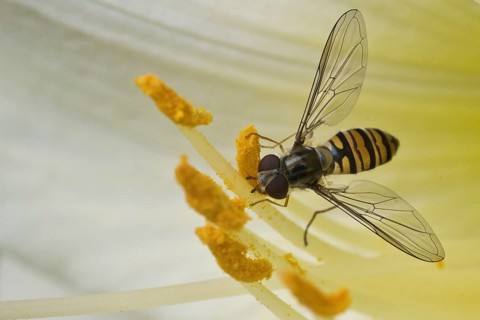 Grove hoverfly (Episyrphus balteatus), Emsland, Lower Saxony, Germany
