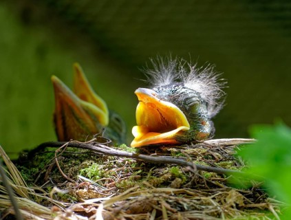 Nestlings, young blackbirds (Turdus merula) in nest, a few days old, Saxony, Germany