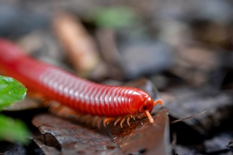 Genome millipede (Trigoniulus corallinus), red millipede on the forest floor, Refugio Nacional de