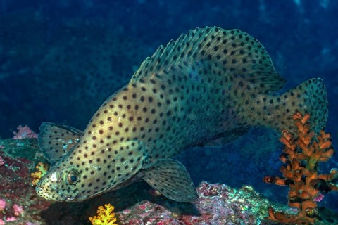Paddlefish (Chromileptes altivelis) Humpback Grouper, Barramundi Cod, with high dorsal fin, Andaman