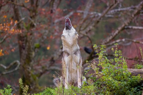 An adult male eurasian gray wolf (Canis lupus lupus) sits howling on a green meadow on hilly