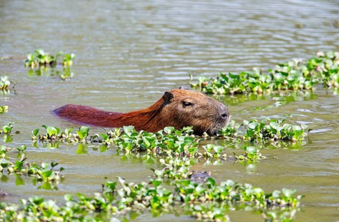 Capybara (Hydrochaeris hydrochaeris) Pantanal Brazil