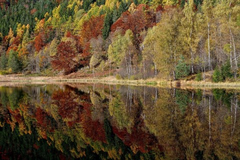 Trees reflected in the Sankenbachsee, Karsee, autumn, near Baiersbronn, Freudenstadt district,