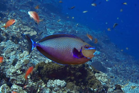 A colourful tropical masked nose doctor fish (Naso vlamingii) swims among smaller fish in the sea,