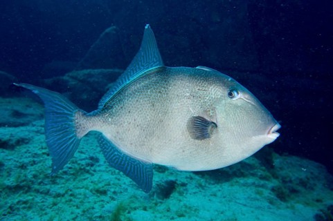 A single conspicuous fish, Atlantic triggerfish (Balistes capriscus) (Balistes carolinensis),