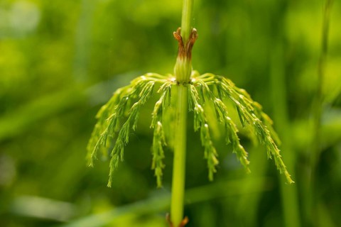 Detail of a horsetail (Equisetum), hanging leaves like an umbrella, fresh spring green,