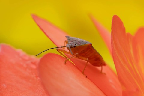 Hawthorn shieldbug (Acanthosoma haemorrhoidale) adult insect on a garden flower in summer, England,