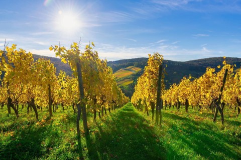 Autumn vineyards with yellow leaves under bright sunshine and blue sky, Strümpfelbach, Rems Valley,