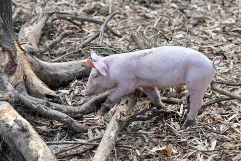 Piglet run