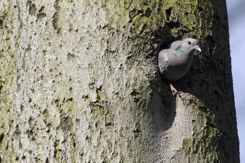 Stock Dove (Columba oenas), Saxony, Germany