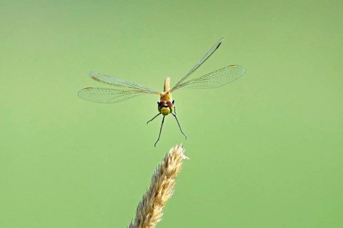 Marsh dragonfly (Sympetrum depressiusculum), female approaching a blade of grass, Switzerland
