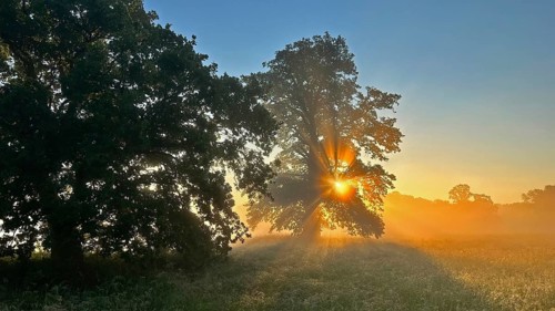 Sunrise, floodplain meadows, floodplain landscape on the Middle Elbe, morning mist, fog, sunrays,