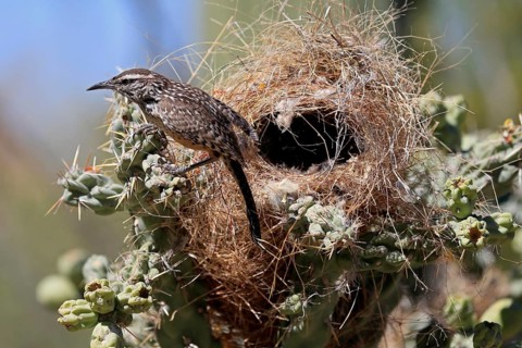 Cactus wren (Campylorhynchus brunneicapillus), adult, on cactus, at nest, Sonoran Desert, Arizona,