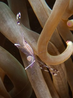 Transparent Red Sea partner shrimp (Periclimenes longicarpus) between bubble anemone (Entacmaea