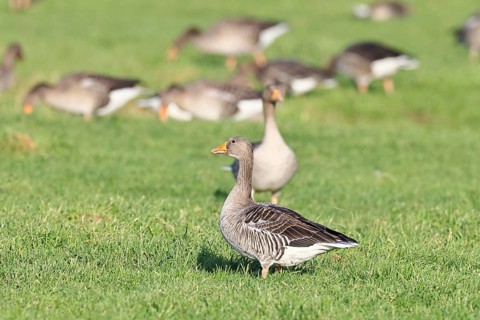 Greylag goose (Anser anser) several geese grazing in a meadow, Bieslicher Insel, Lower Rhine, North
