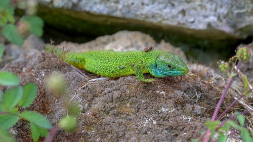 Western green lizard (Lacerta bilineata), resting on a stone of a dry stone wall, Neckar valley,