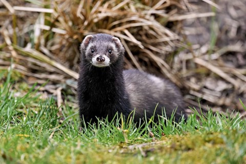 European polecat (Mustela putorius), also known as ferret, standing in a meadow, captive,