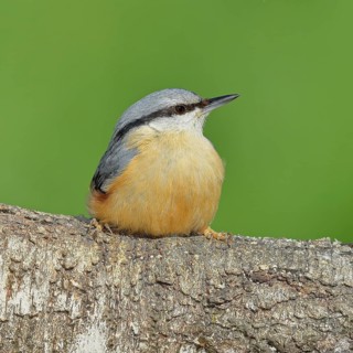 Nuthatch (Sitta europaea) sitting on a fallen birch trunk, Animals, Birds, Siegerland, North