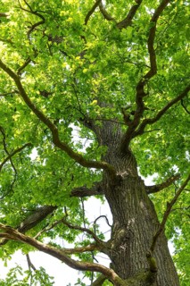 Oaks (quercus) with foliage and typical growth habit, Döbra, Oßling, Saxony, Germany
