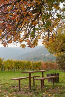 Wooden tables under a colourful tree, vineyards and Palatinate Forest with Villa Ludwigshöhe in the