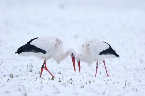 White Stork (Ciconia ciconia) foraging in snow, North Rhine-Westphalia, Germany