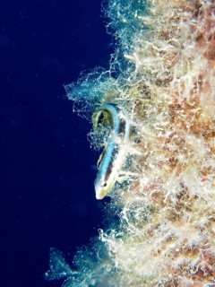 Dussumier's sabre-tooth blenny (Aspidontus dussumieri), female, dive site House Reef, Mangrove Bay,