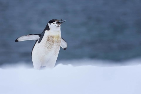 Chinstrap Penguin (Pygoscelis antarcticus), Antarctica