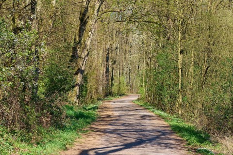 Shady path through the forest, lined with green trees and bushes, Pflaumheim, Großostheim, Bavaria,