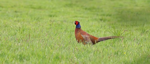 Pheasant, hunting pheasant (Phasianus colchicus), adult male bird in a meadow, wildlife, Lembruch,