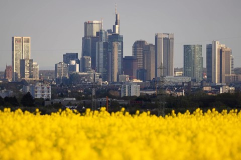 Rape fields bloom in spring in front of the Frankfurt banking skyline, Frankfurt am Main, Hesse,