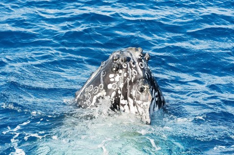 Humpback whale surfacing, Hervey Bay, Queensland, Australia