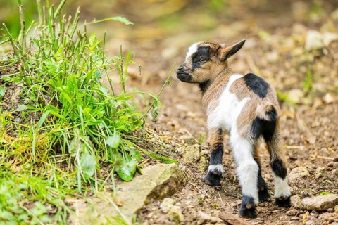 Close-up of domestic goat (Capra aegagrus hircus) youngster on a meadow, Bavaria, Germany