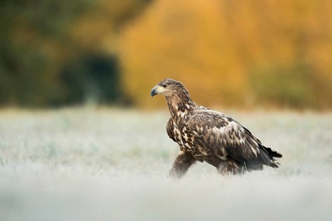 Kräftige Schritte... Seeadler *Haliaeetus albicilla*