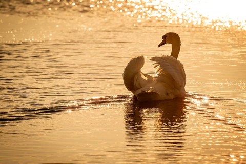 Mute swan (Cygnus olor), evening light, Bagges Dæmning, Ringkøbing Fjord, Denmark