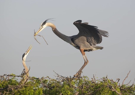 Great Blue Heron (Ardea herodias) with nesting material, Texas, USA