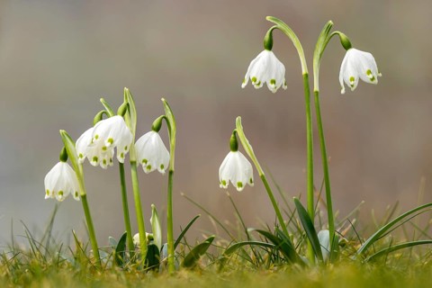Spring knotweed (Leucojum vernum), Kundler Klamm, Kundl, Tyrol, Austria